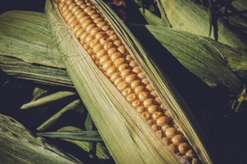 Corn Close Mixed as Ethanol Production Improves