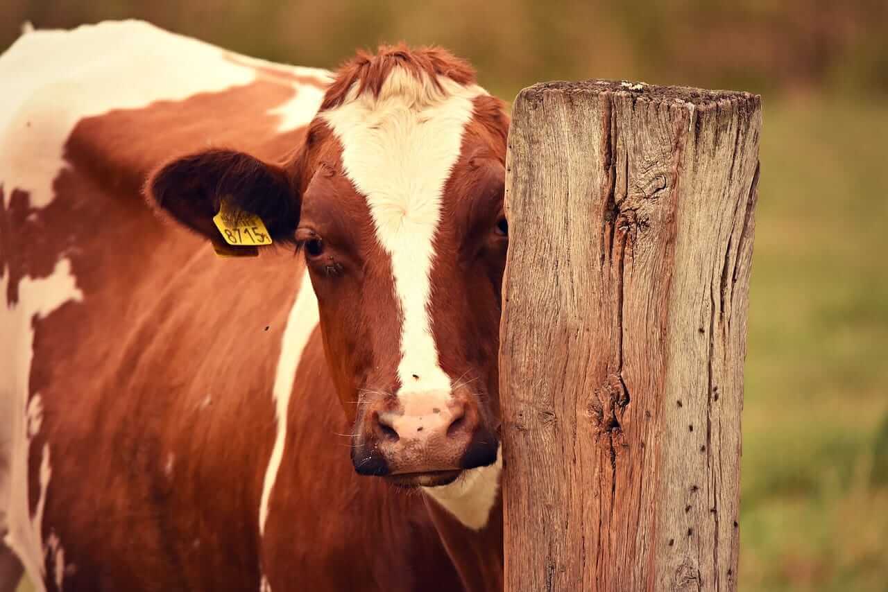 Cattle Posting a Monday Rebound