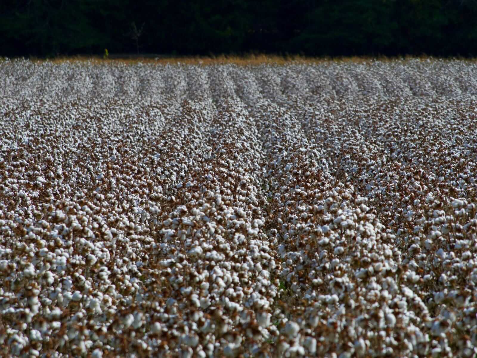 Cotton Holding Firm on Monday