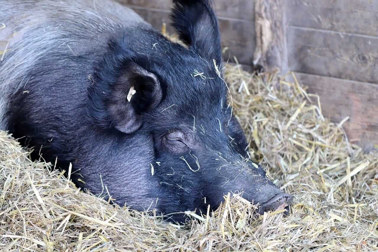Hog Posting Wednesday Gains Midweek Session