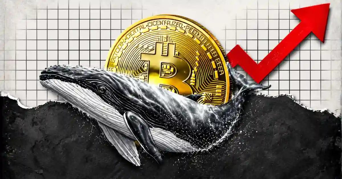 Bitcoin Whales Defy Volatility, Quietly Accumulate BTC at 17% Discount