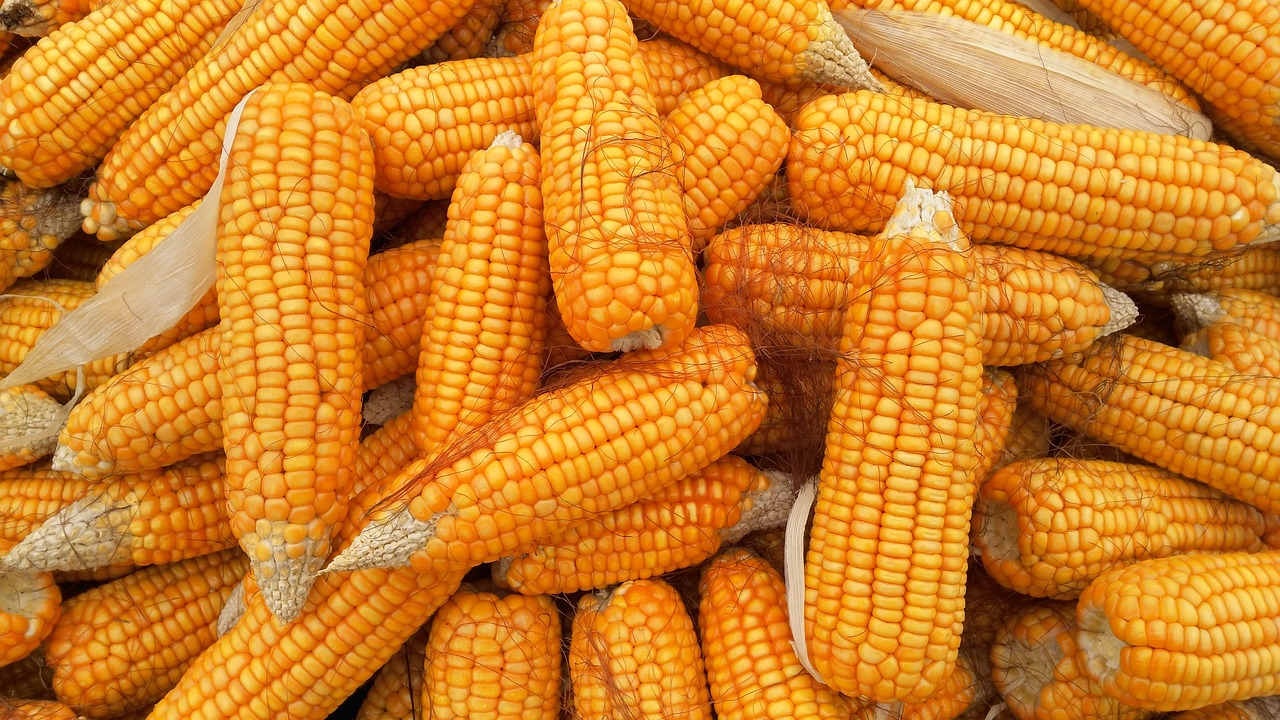 Corn Finds Buyers to Close Friday Steady